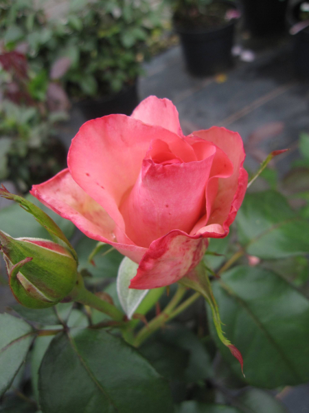 Rosa Gräfin Bettina Bernadotte 3